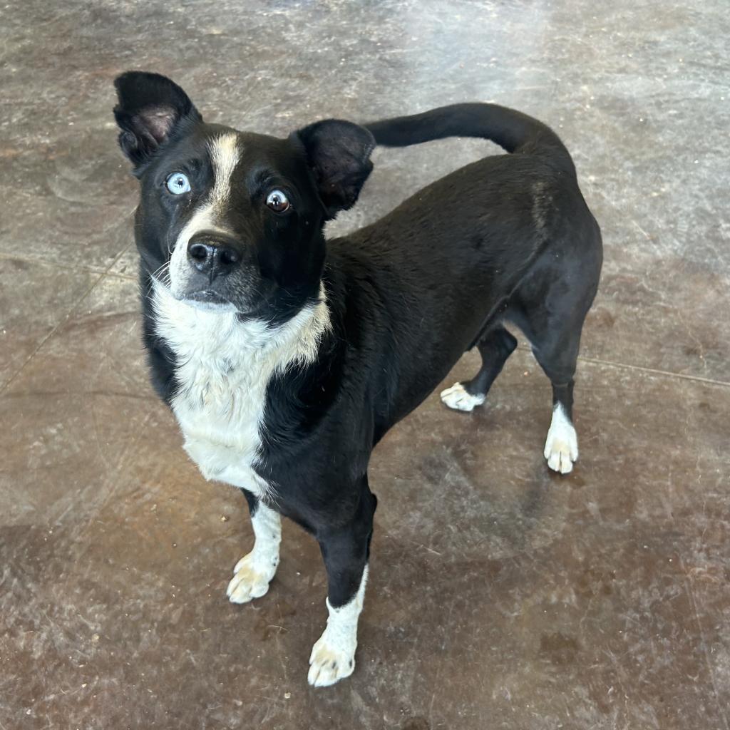 Atticus, a Adoptable mixed breed in Rifle, CO image 4/5