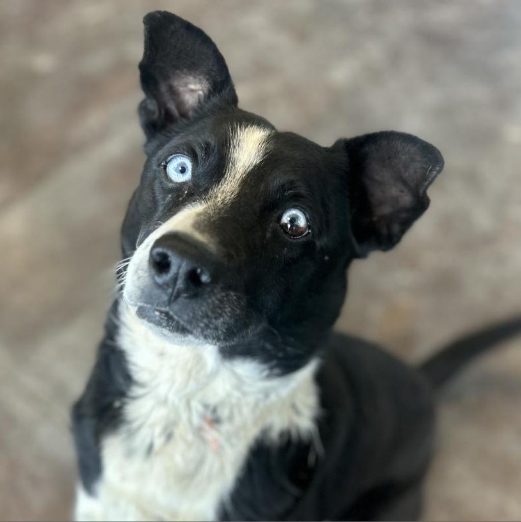 Atticus, a Adoptable mixed breed in Rifle, CO image 5/5