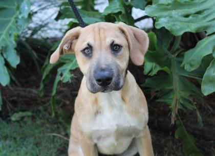 Enlarge Cherry Bomb, a Adoptable mixed breed in Brunswick, GA image 1/1