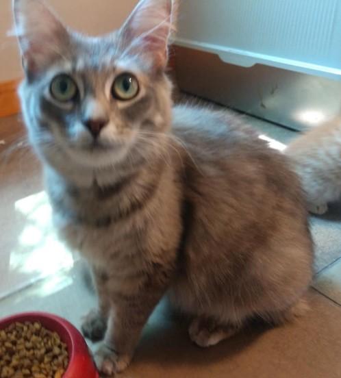 Milo, ADOPTABLE, Adult Female Domestic Short Hair.