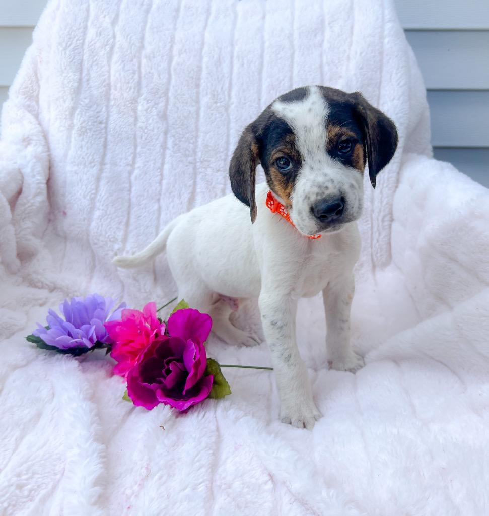 Enlarge Wilson, a Adopted mixed breed in Murray, KY image 1/2