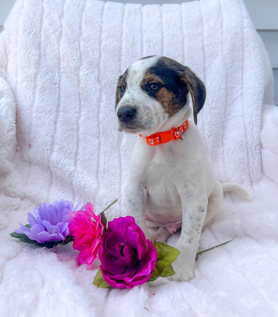 Enlarge Wilson, a Adopted mixed breed in Murray, KY image 2/2