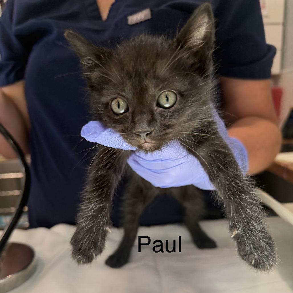 Enlarge Paul, a Adopted Domestic Short Hair in Scituate, MA image 1/1