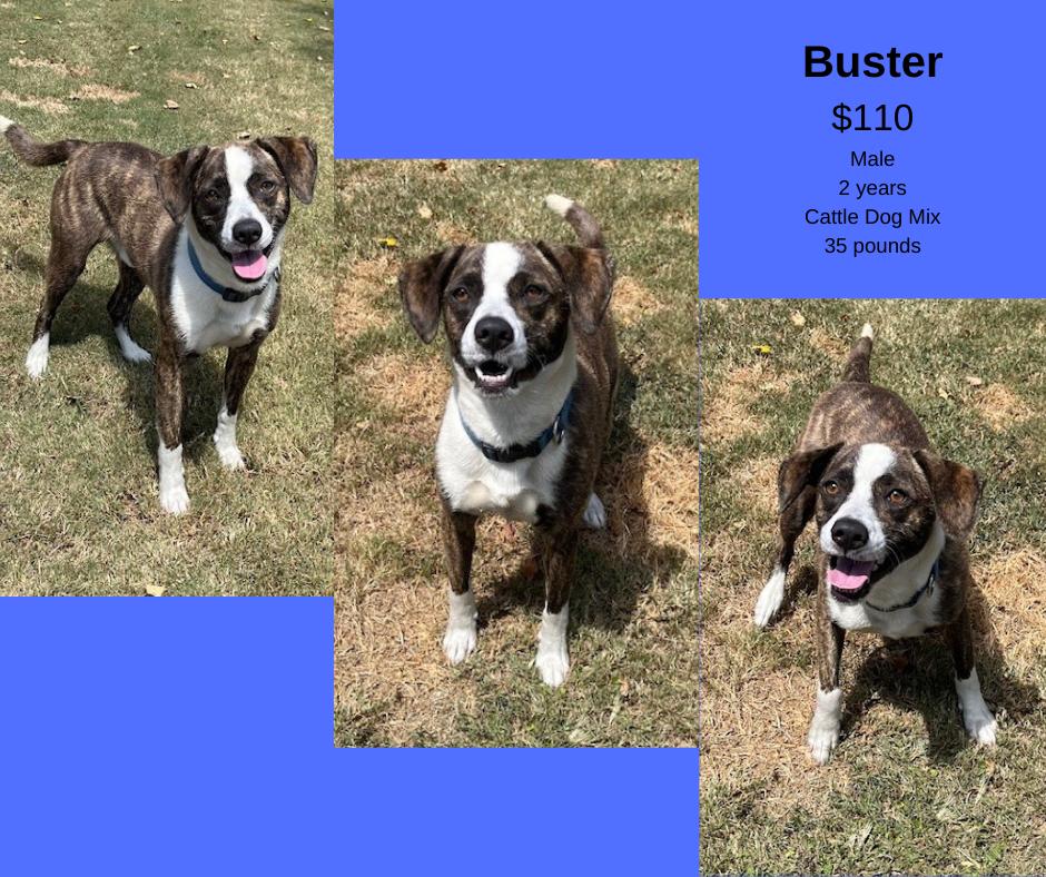Enlarge Buster, a Adoptable mixed breed in Decatur, AL image 1/1