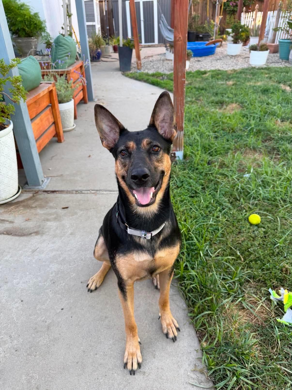 Enlarge Dolly, an adoptable mixed breed in Lodi, CA image 2/5