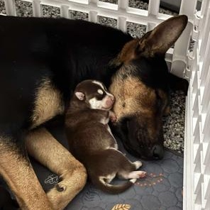 Enlarge Dolly, an adoptable mixed breed in Lodi, CA image 4/6