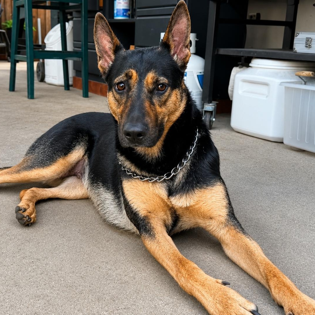 Dolly, an adoptable mixed breed in Lodi, CA image 1/6