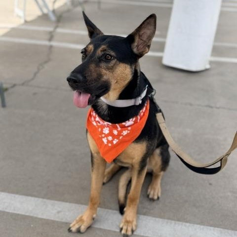 Enlarge Dolly, an adoptable mixed breed in Lodi, CA image 4/6