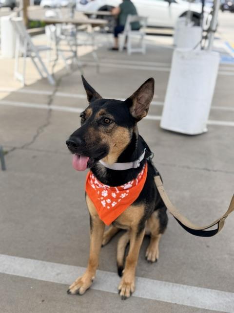 Enlarge Dolly, an adoptable mixed breed in Lodi, CA image 2/6