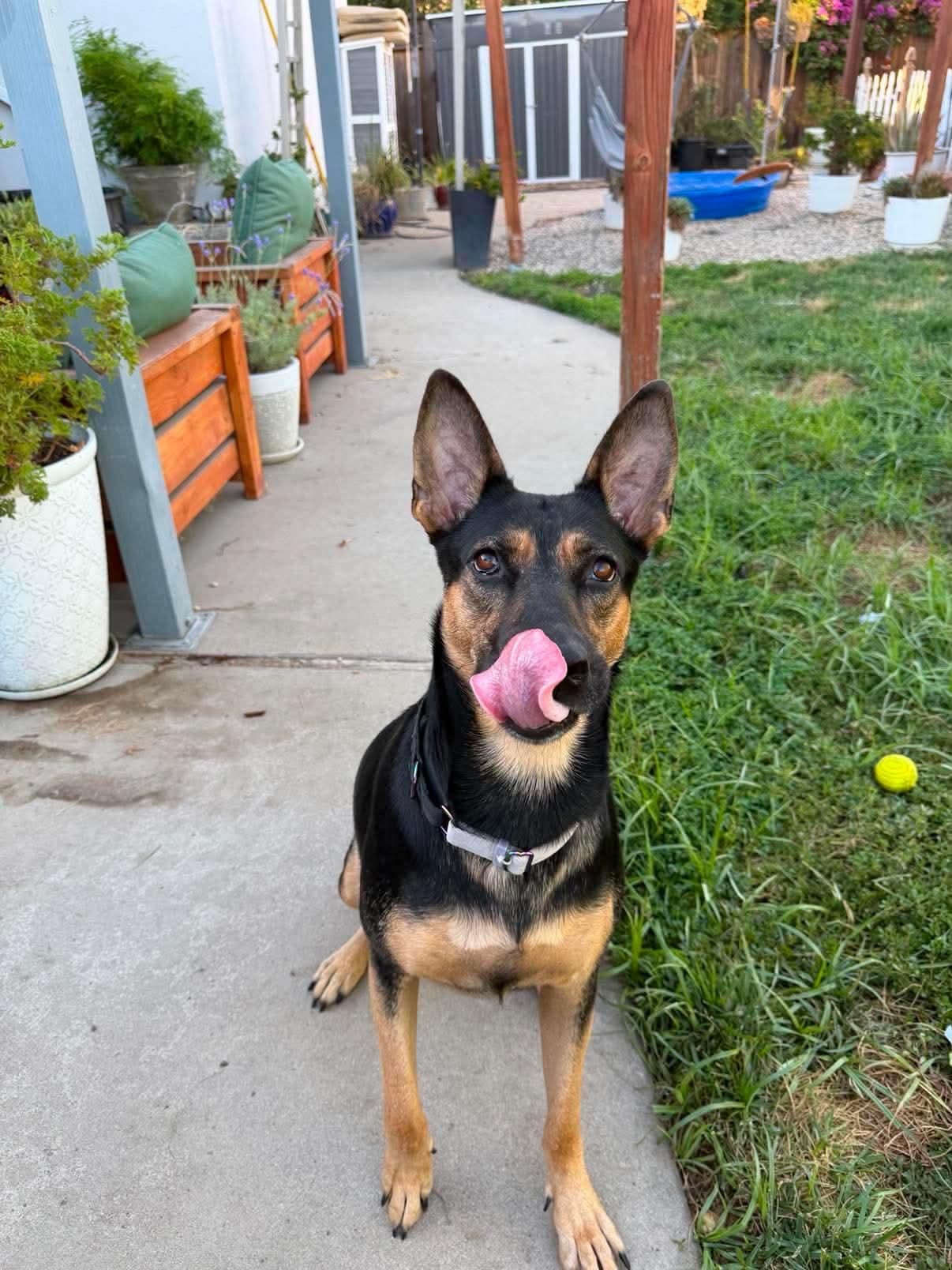 Enlarge Dolly, an adoptable mixed breed in Lodi, CA image 4/5