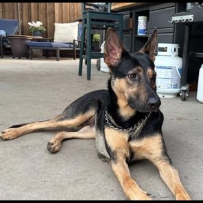 Enlarge Dolly, an adoptable mixed breed in Lodi, CA image 6/6