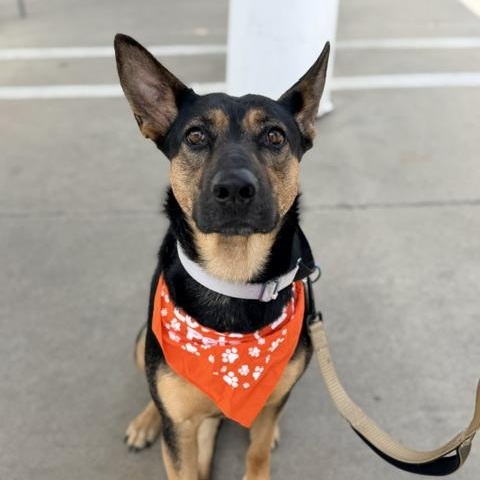 Enlarge Dolly, an adoptable mixed breed in Lodi, CA image 3/6