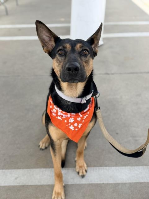 Enlarge Dolly, an adoptable mixed breed in Lodi, CA image 1/6