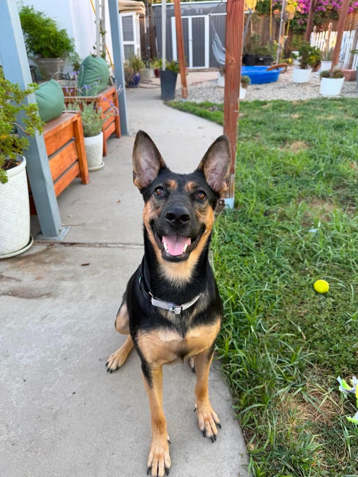Dolly, adoptable, Young Female German Shepherd Dog.