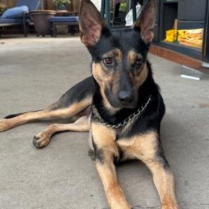 Enlarge Dolly, an adoptable mixed breed in Lodi, CA image 5/6