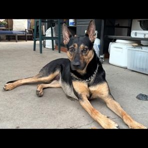 Dolly, adoptable, Young Female German Shepherd Dog.