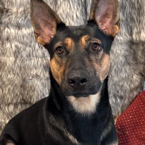 Dolly, Adoptable, Young Female German Shepherd Dog.