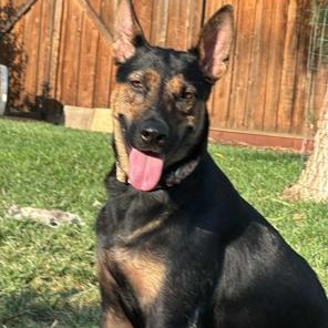 Dolly, a Adoptable mixed breed in Lodi, CA image 2/5