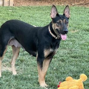 Dolly, a Adoptable mixed breed in Lodi, CA image 4/5