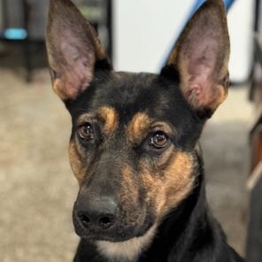 Dolly, a Adoptable mixed breed in Lodi, CA image 5/5