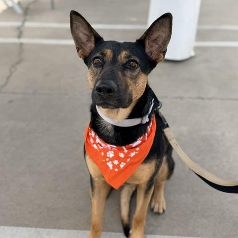 Dolly, adoptable, Young Female German Shepherd Dog.