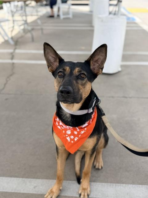 Enlarge Dolly, an adoptable mixed breed in Lodi, CA image 6/6
