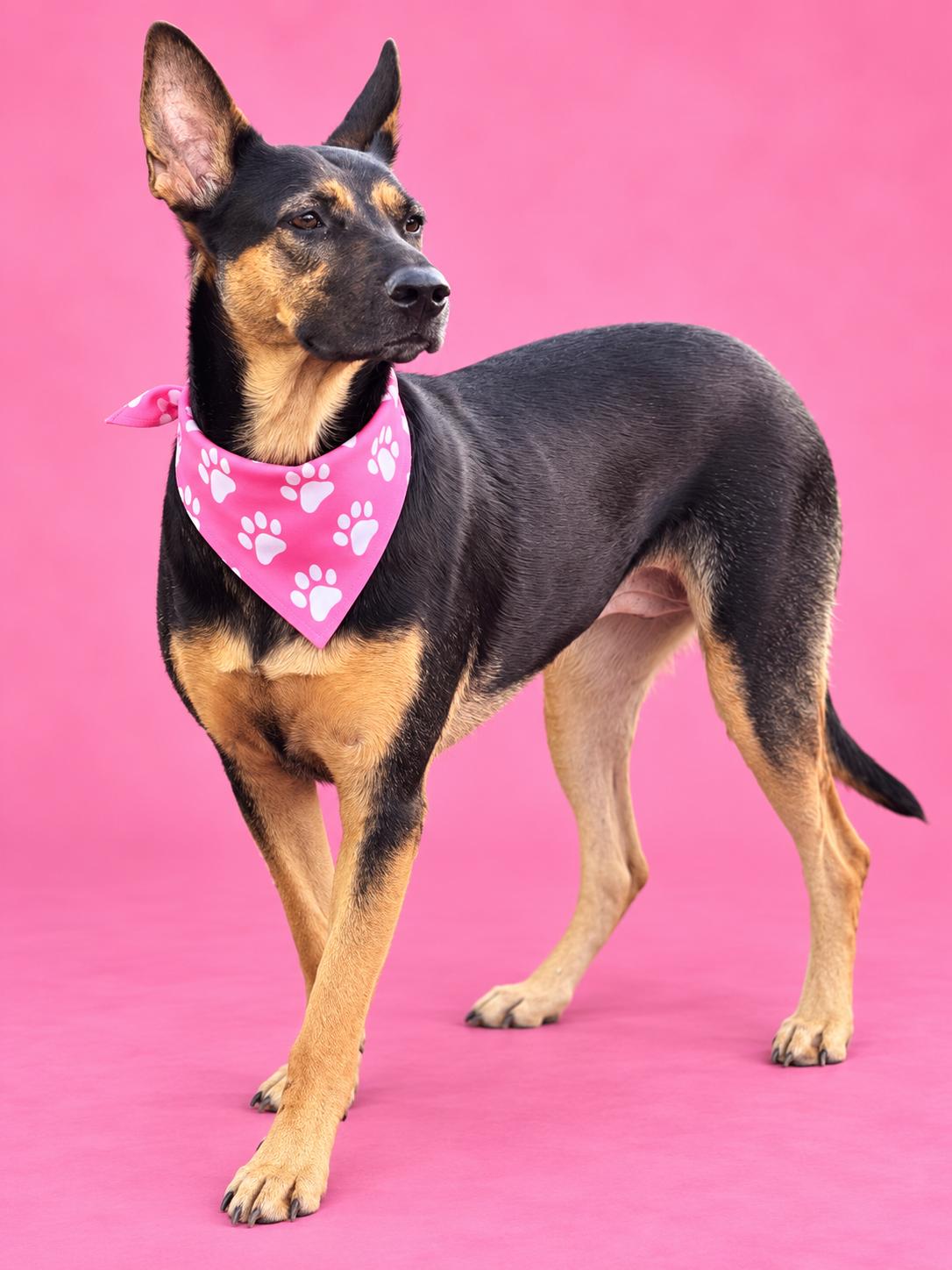 Dolly, adoptable, Young Female German Shepherd Dog.