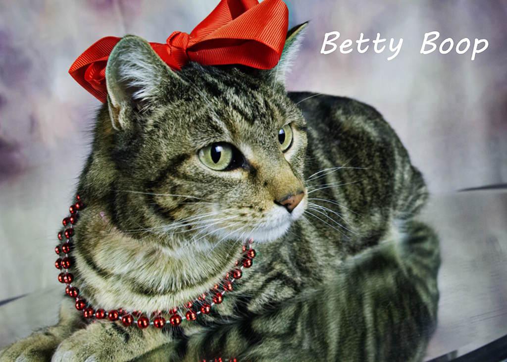 Betty Boop, a Adoptable Tabby in York, NE image 3/4