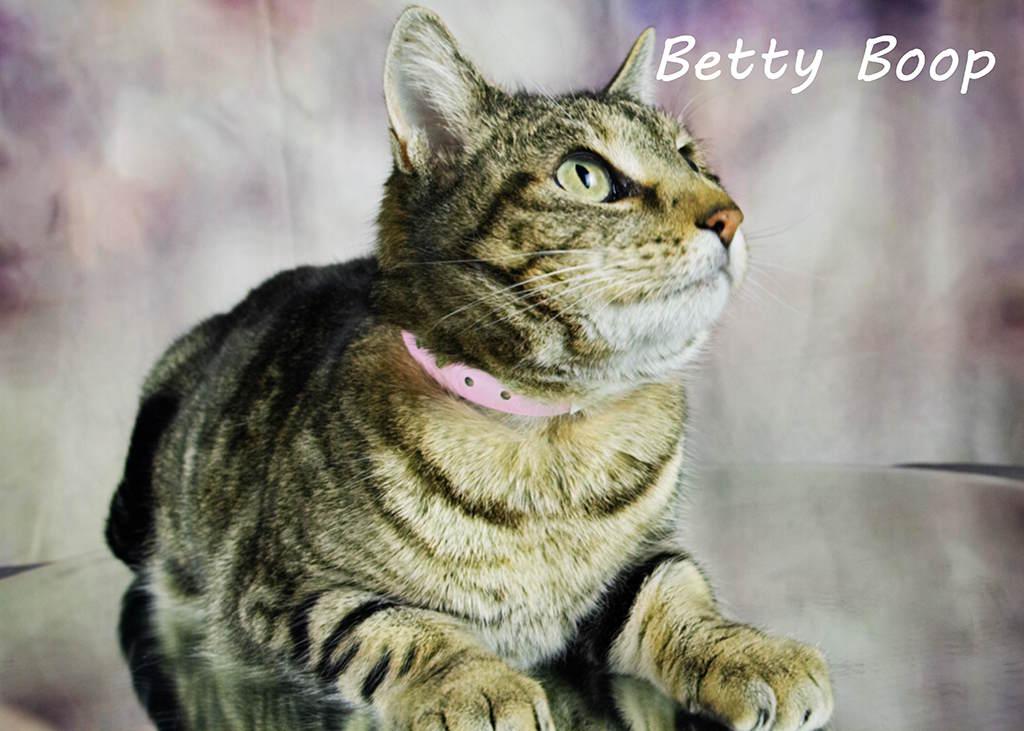 Betty Boop, a Adoptable Tabby in York, NE image 4/4