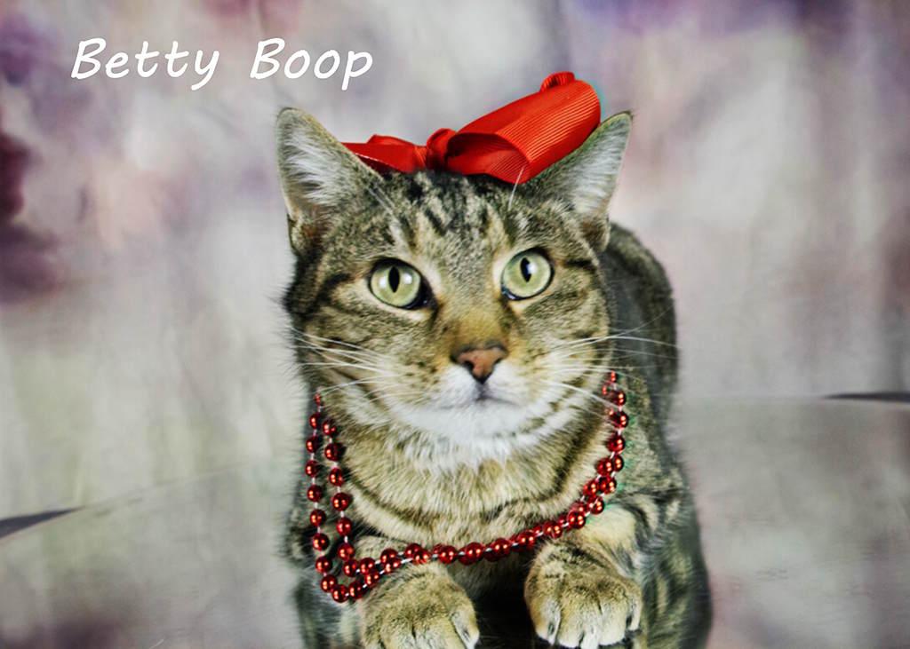 Betty Boop, Adoptable, Adult Female Tabby.
