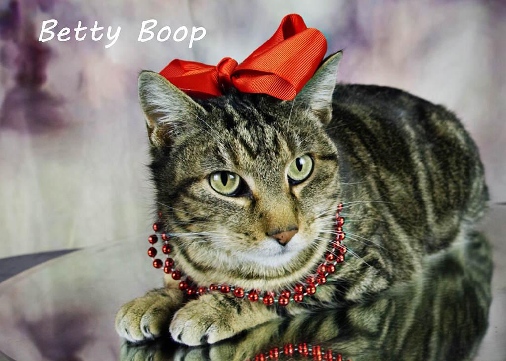 Betty Boop, a Adoptable Tabby in York, NE image 2/4