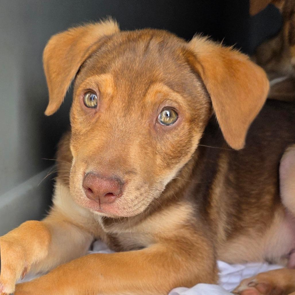 Enlarge Harley, a Adoptable Labrador Retriever in Goltry, OK image 1/2
