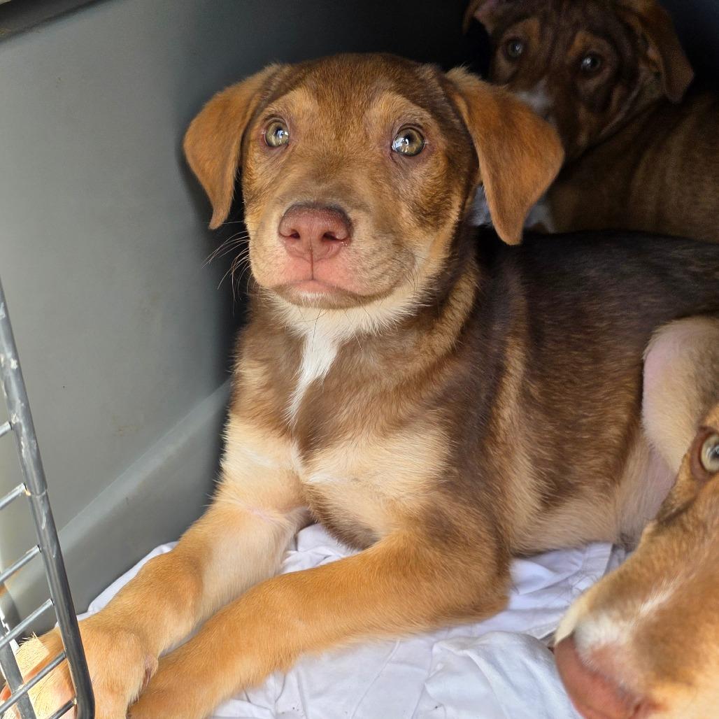 Enlarge Harley, a Adoptable Labrador Retriever in Goltry, OK image 2/2
