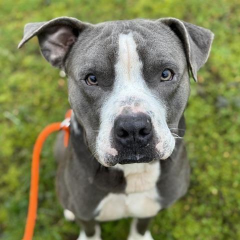 Arlo, Adoptable, Adult Male Pit Bull Terrier.