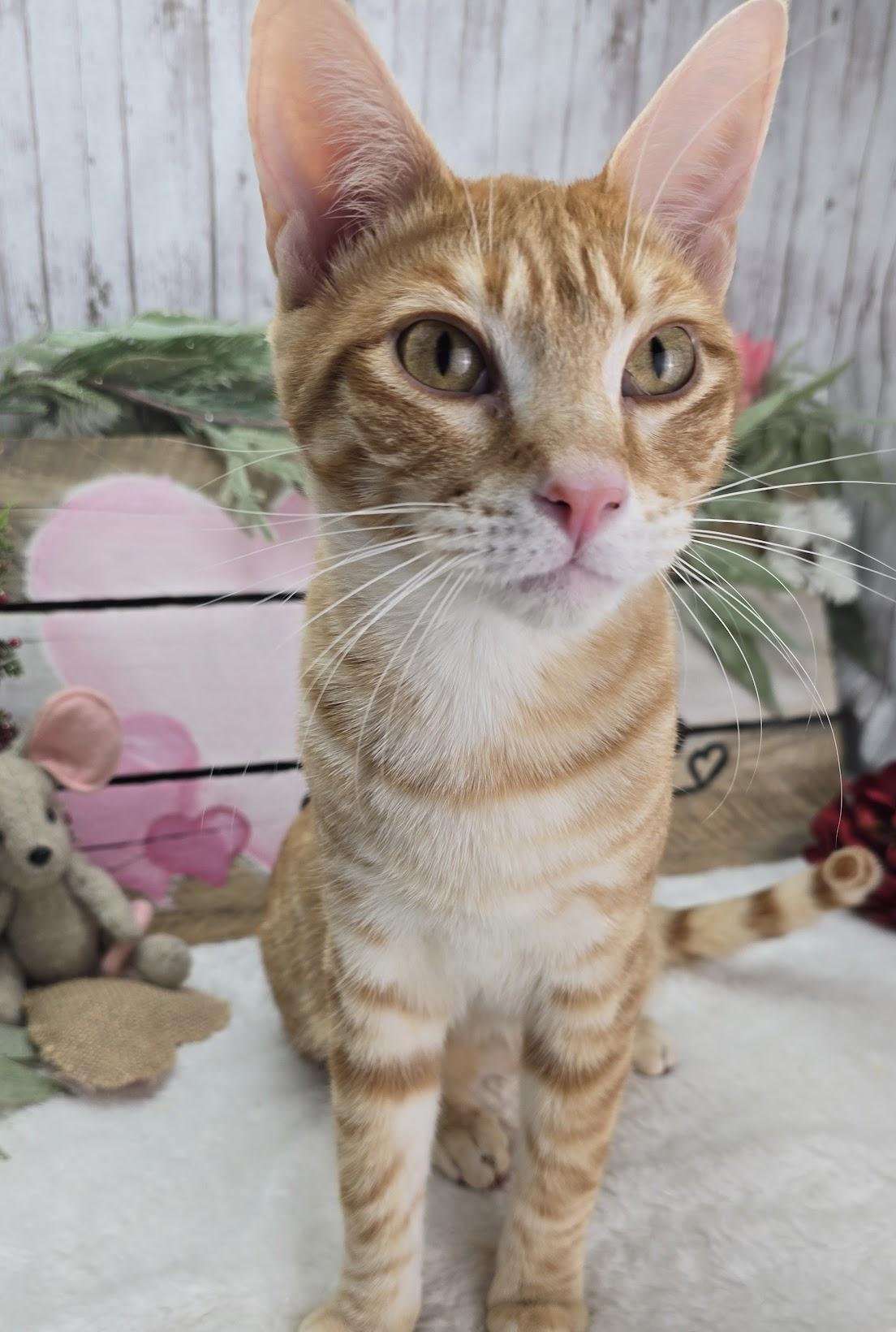 Tiggs the Lover Boy, a Adoptable Domestic Short Hair in Hagerstown, MD image 4/5