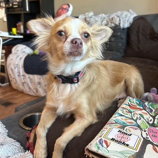 Winnie, adopted, Young Female Chihuahua.