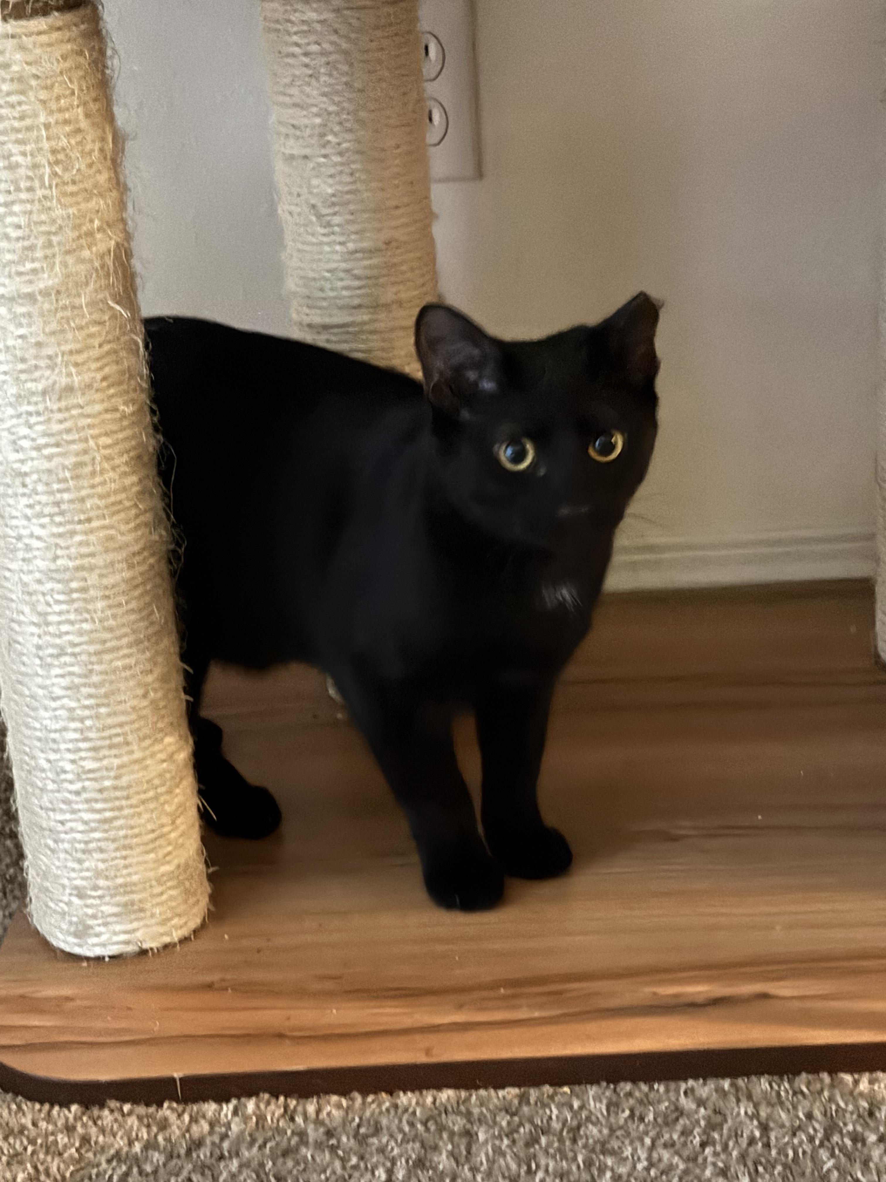 Gizmo, Adoptable, Young Male Domestic Short Hair.