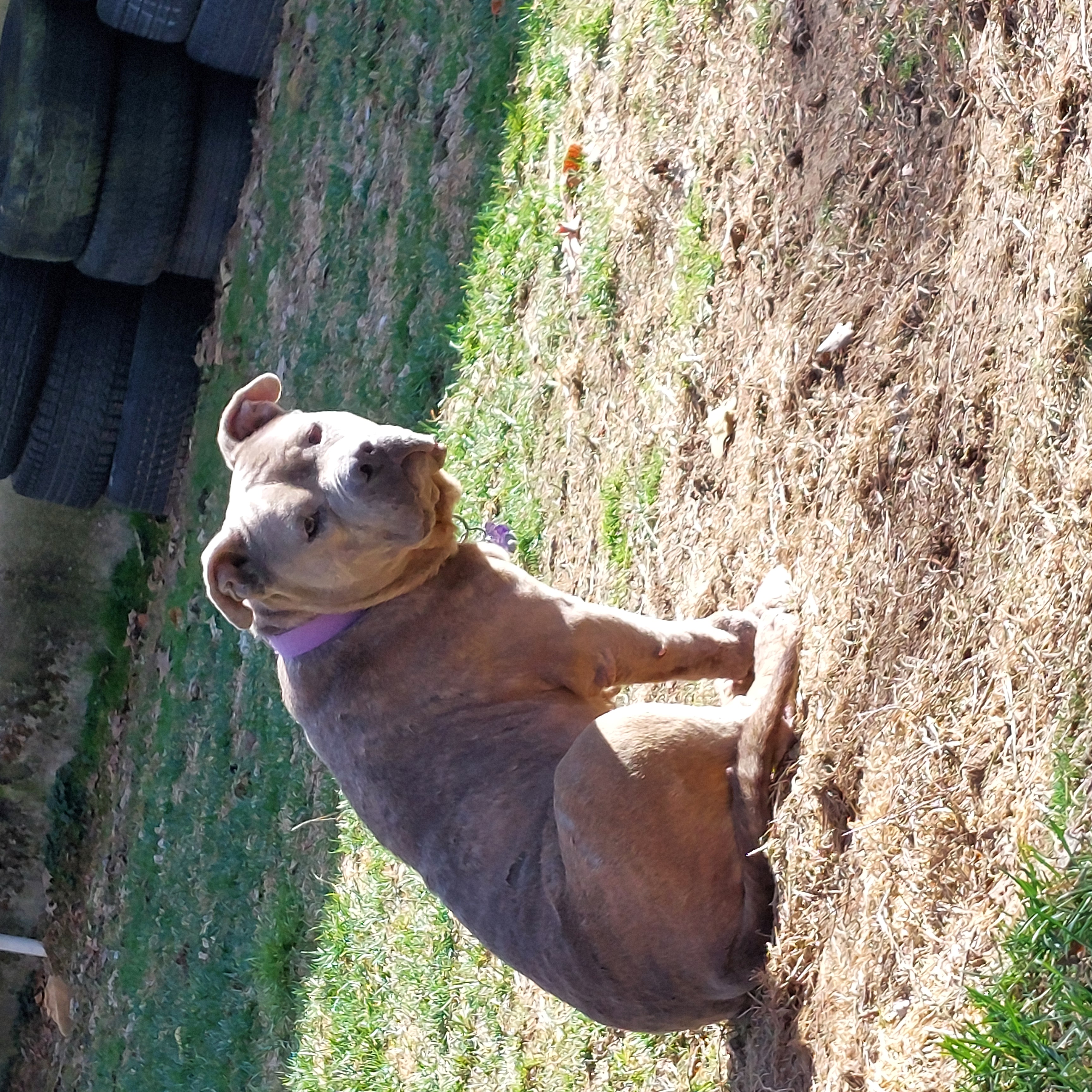 WILLOW, a Adoptable American Staffordshire Terrier in Broadalbin, NY image 2/5