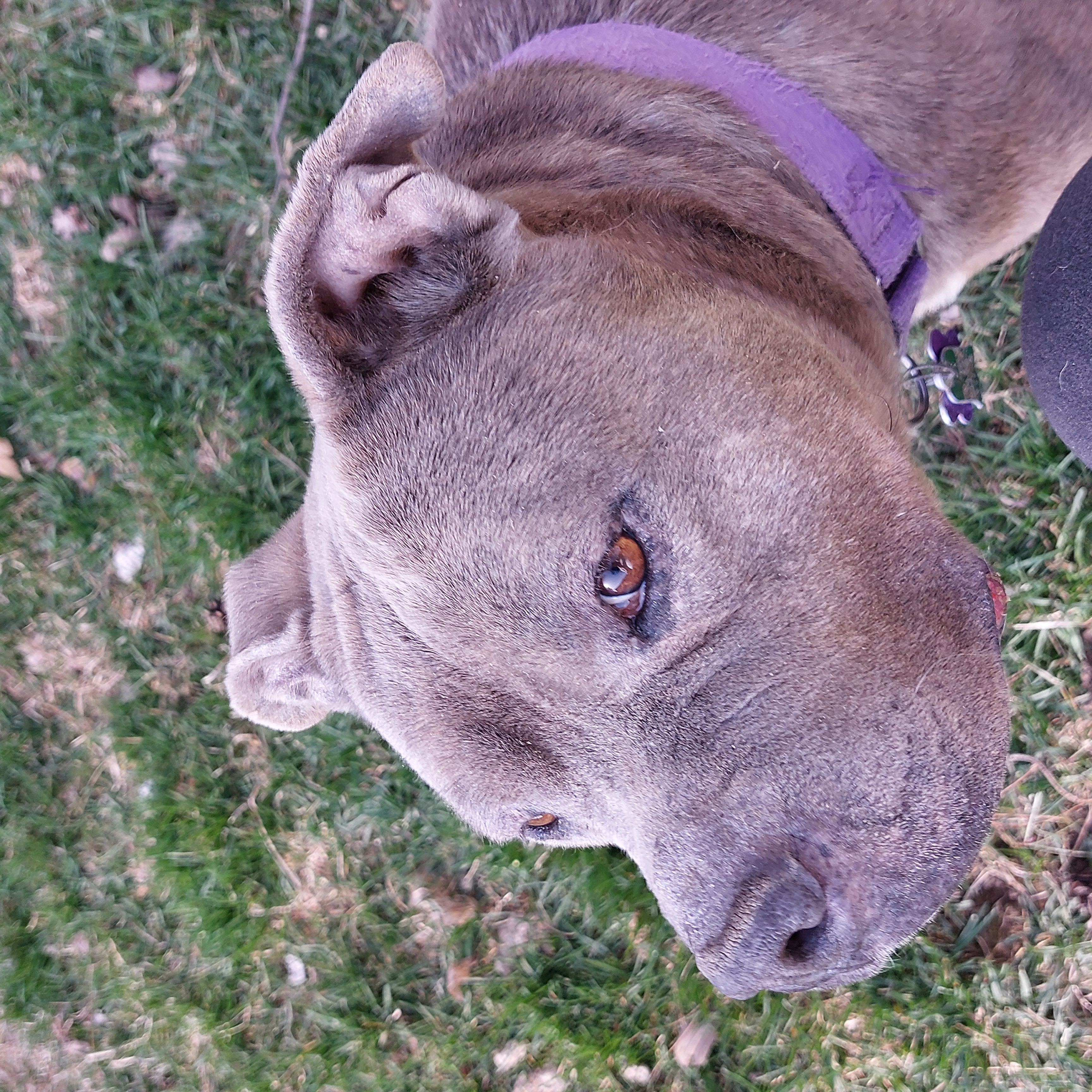 WILLOW, a Adoptable American Staffordshire Terrier in Broadalbin, NY image 3/5