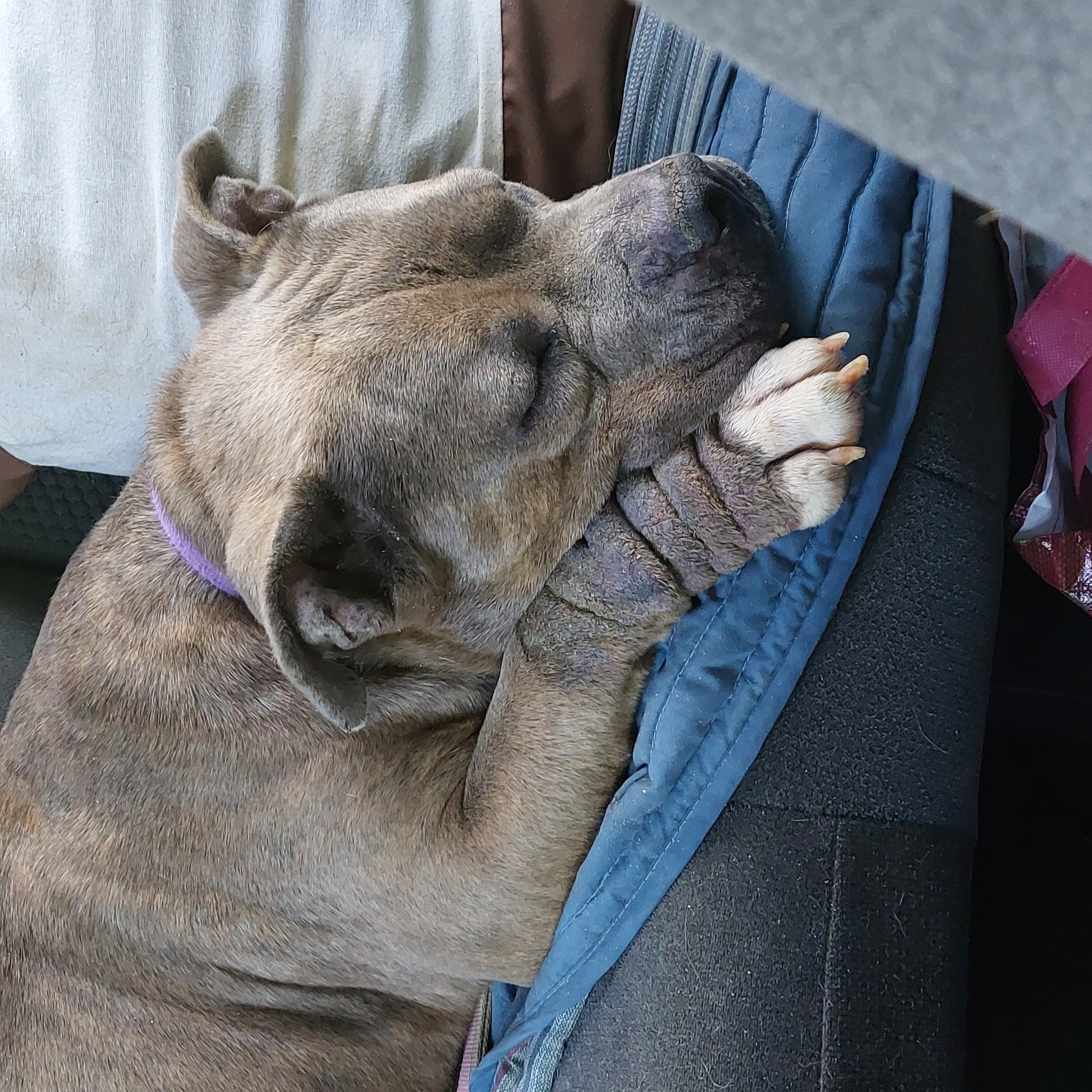 WILLOW, a Adoptable American Staffordshire Terrier in Broadalbin, NY image 4/5