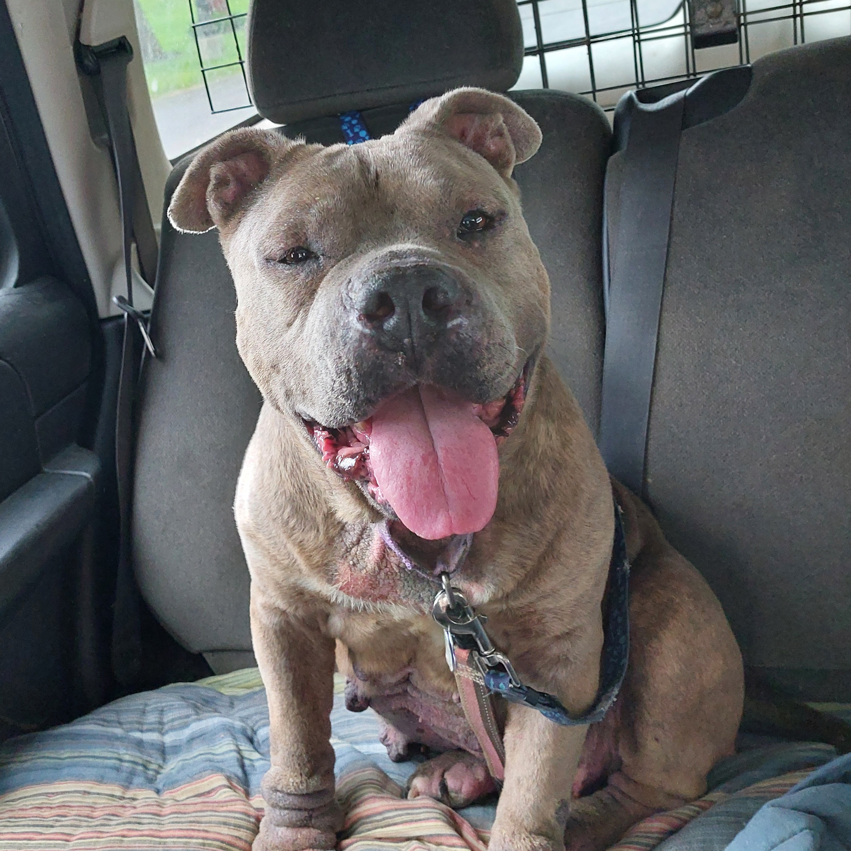 WILLOW, Adoptable, Adult Female American Staffordshire Terrier.