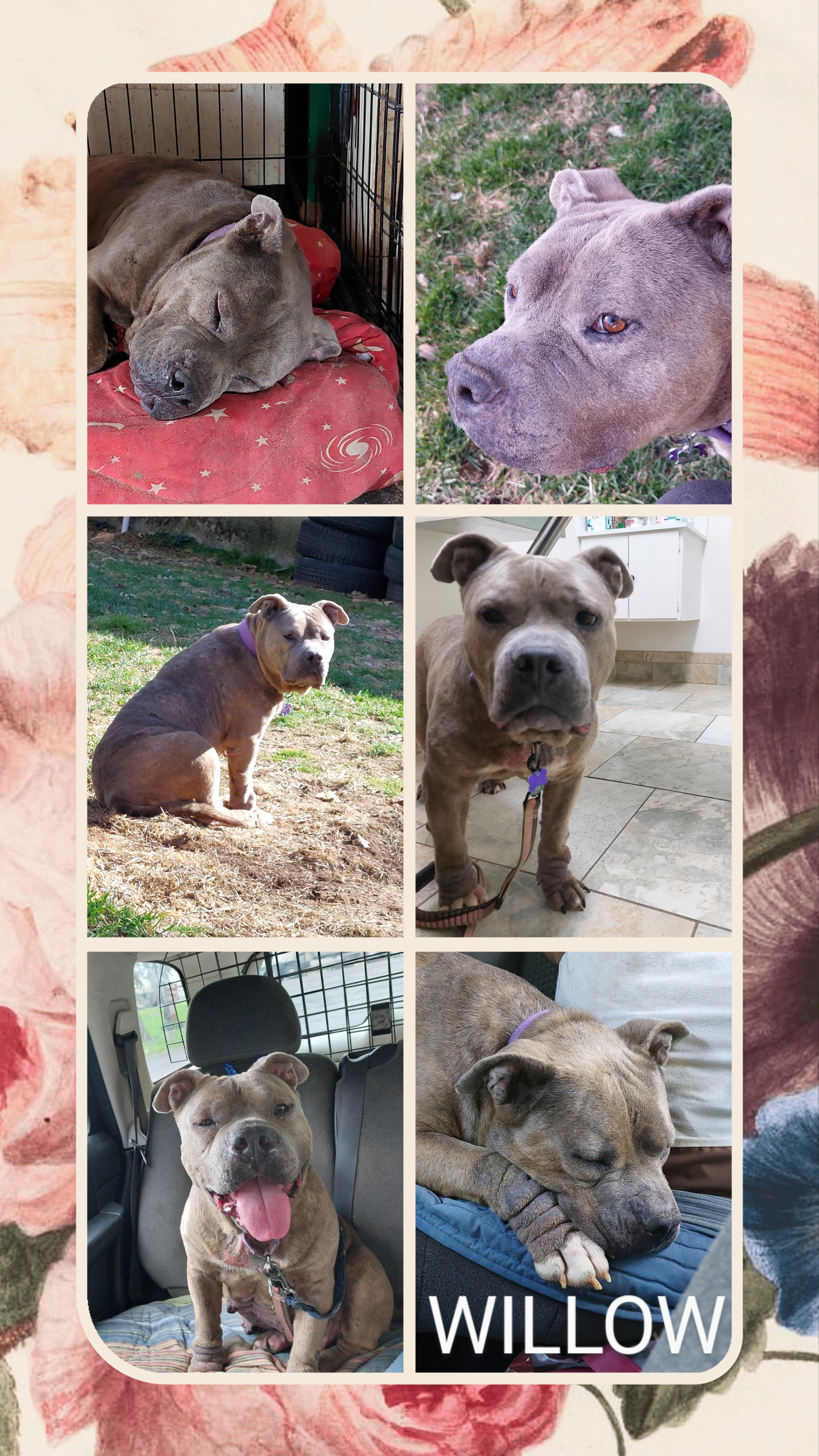 WILLOW, a Adoptable American Staffordshire Terrier in Broadalbin, NY image 5/5