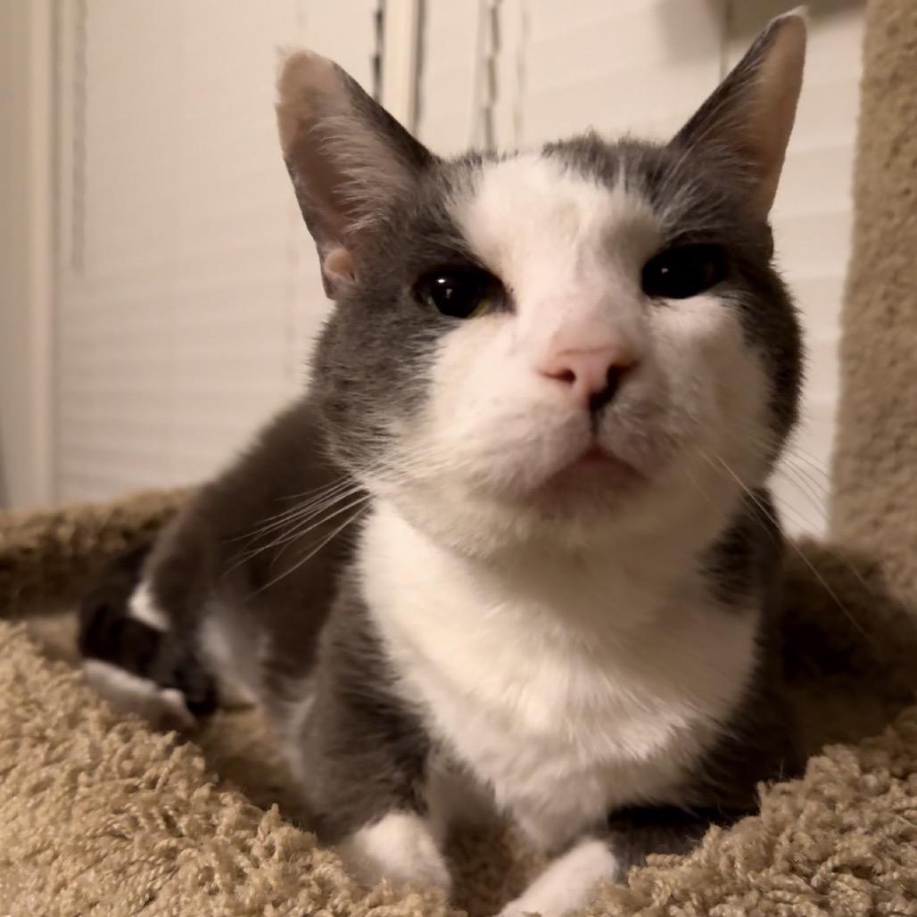 Quincy, Adoptable, Adult Male Domestic Short Hair.