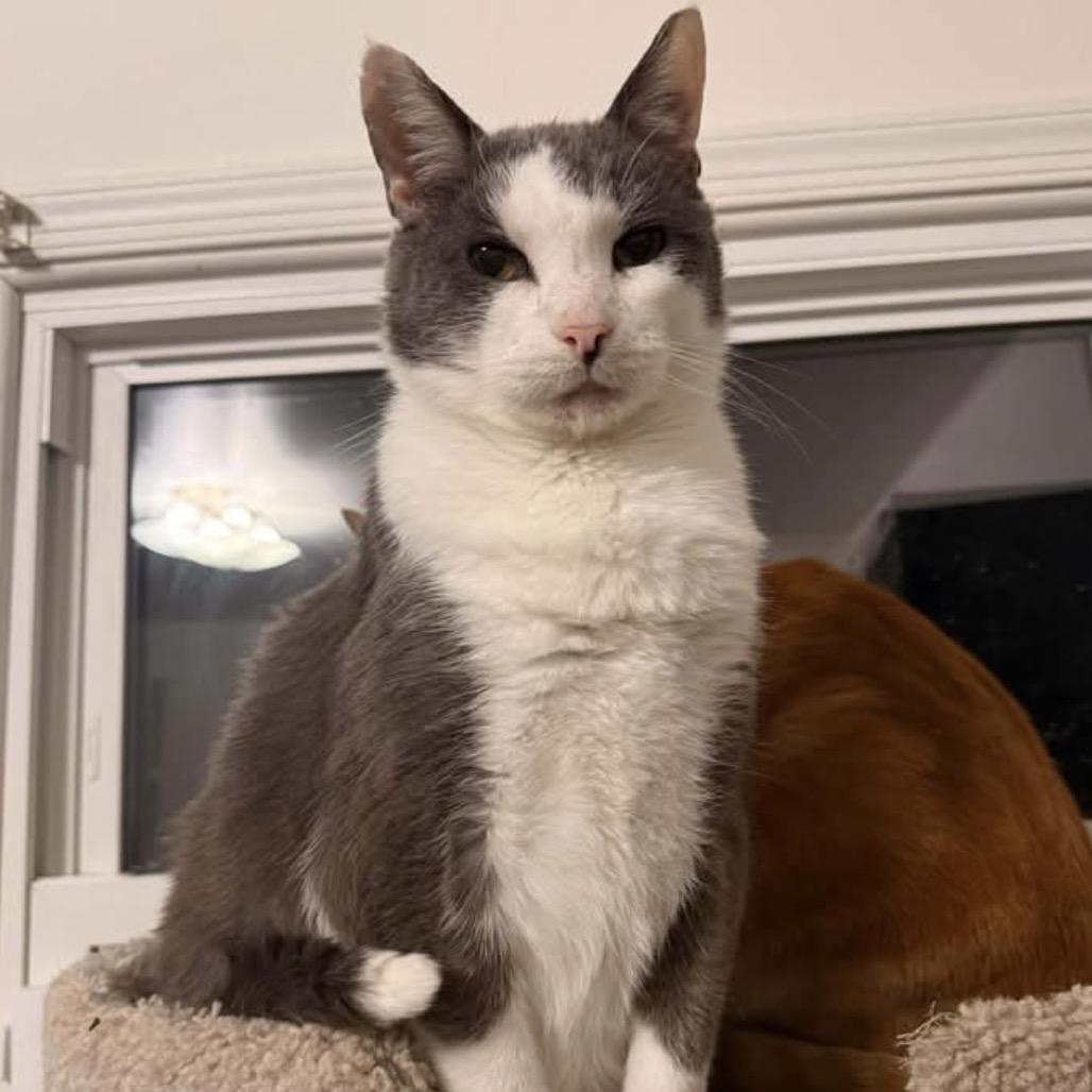 Enlarge Quincy, a Adoptable Domestic Short Hair in Woodbury, NJ image 2/2