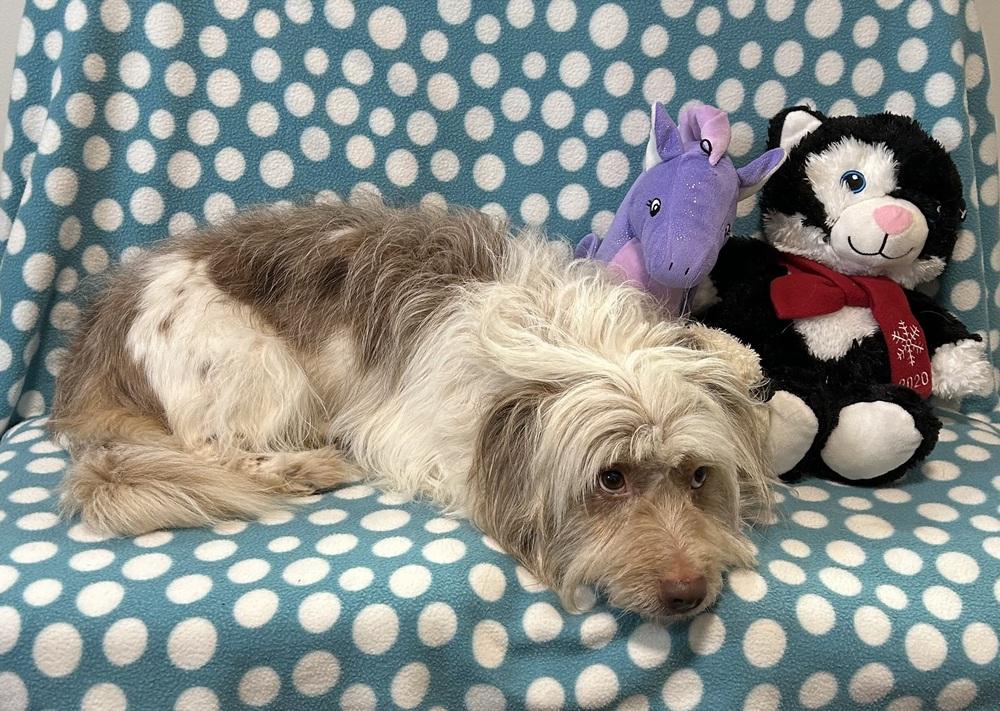 Pistol, Adoptable, Adult Male Aussiedoodle.