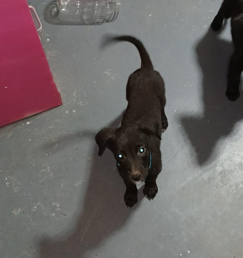 Fluffy, Adoptable, Puppy Female Mixed Breed.
