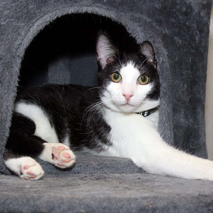 Ziki, a Adoptable Domestic Short Hair in Redlands, CA image 1/5