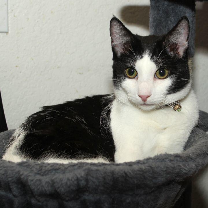 Enlarge Ziki, a Adoptable Domestic Short Hair in Redlands, CA image 3/5