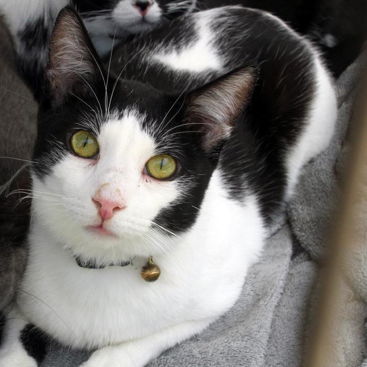 Ziki, a Adoptable Domestic Short Hair in Redlands, CA image 2/5