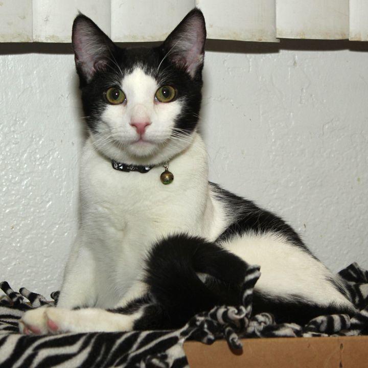 Ziki, a Adoptable Domestic Short Hair in Redlands, CA image 5/5